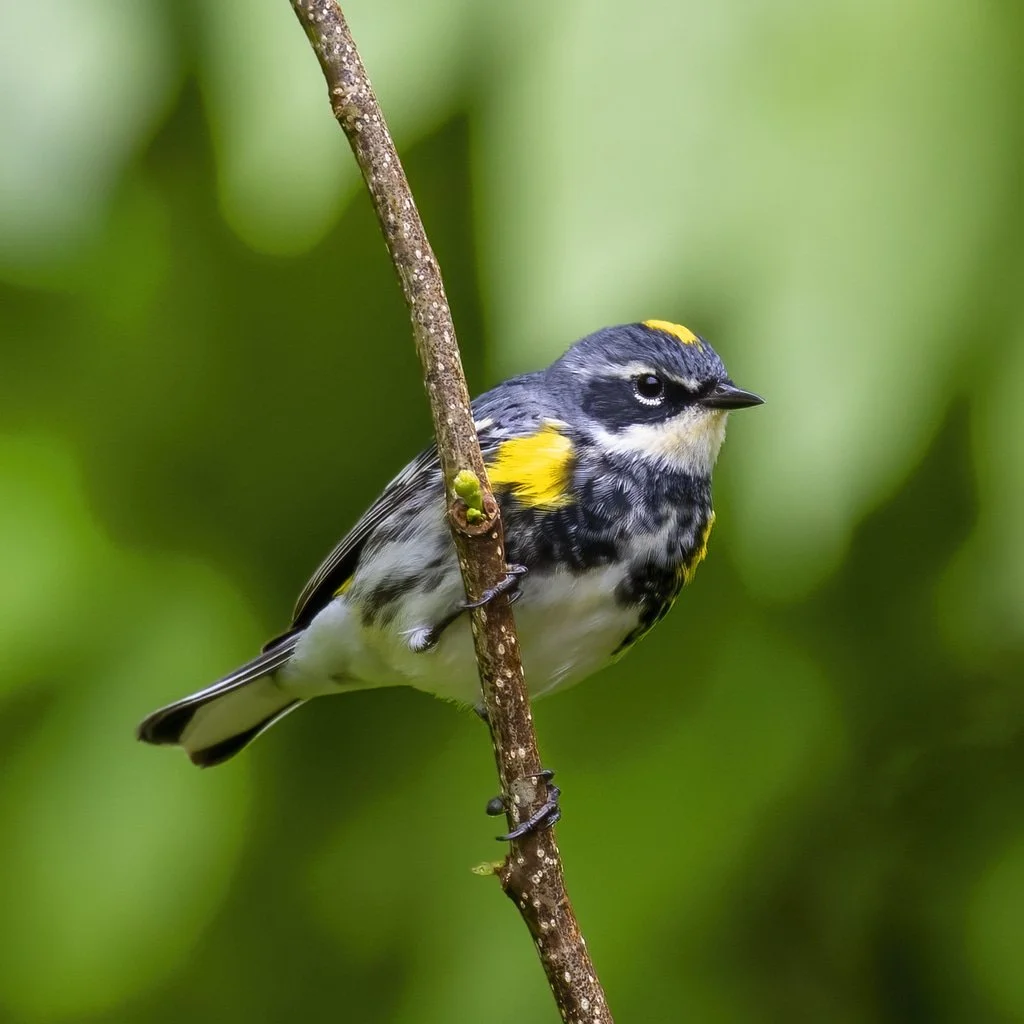 Yellow-rumped Warbler (Setophaga coronata)