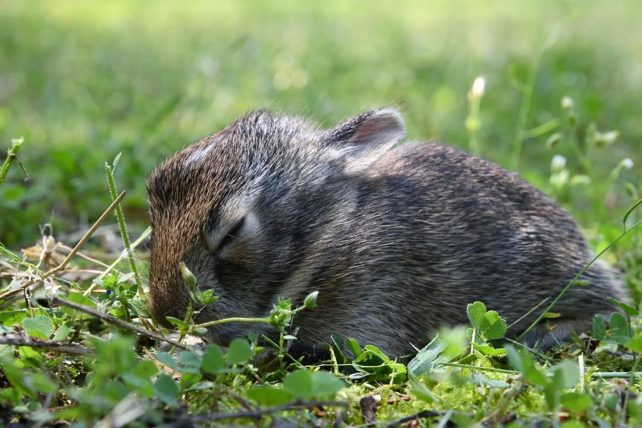 A rabbit kit resting on the grass