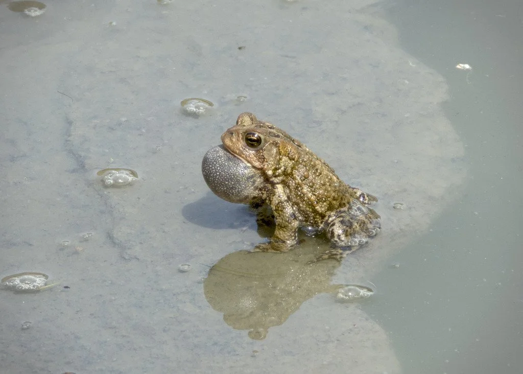 American toad (Anaxyrus americanus)