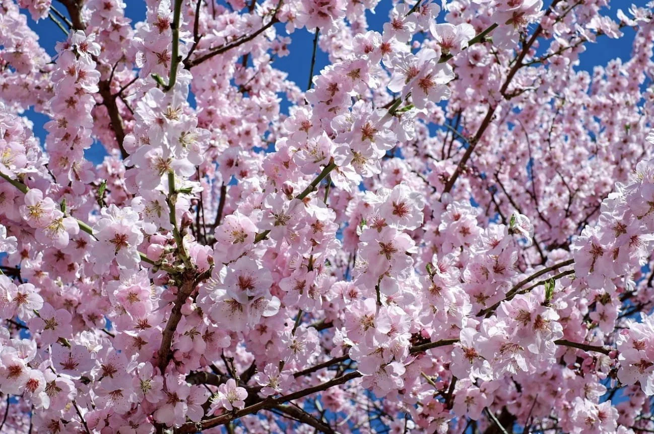 Sakura Cherry Blossoms (Prunus cerasus)
