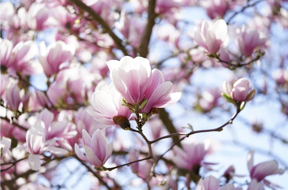 Magnolia Tree (genus Magnolia)