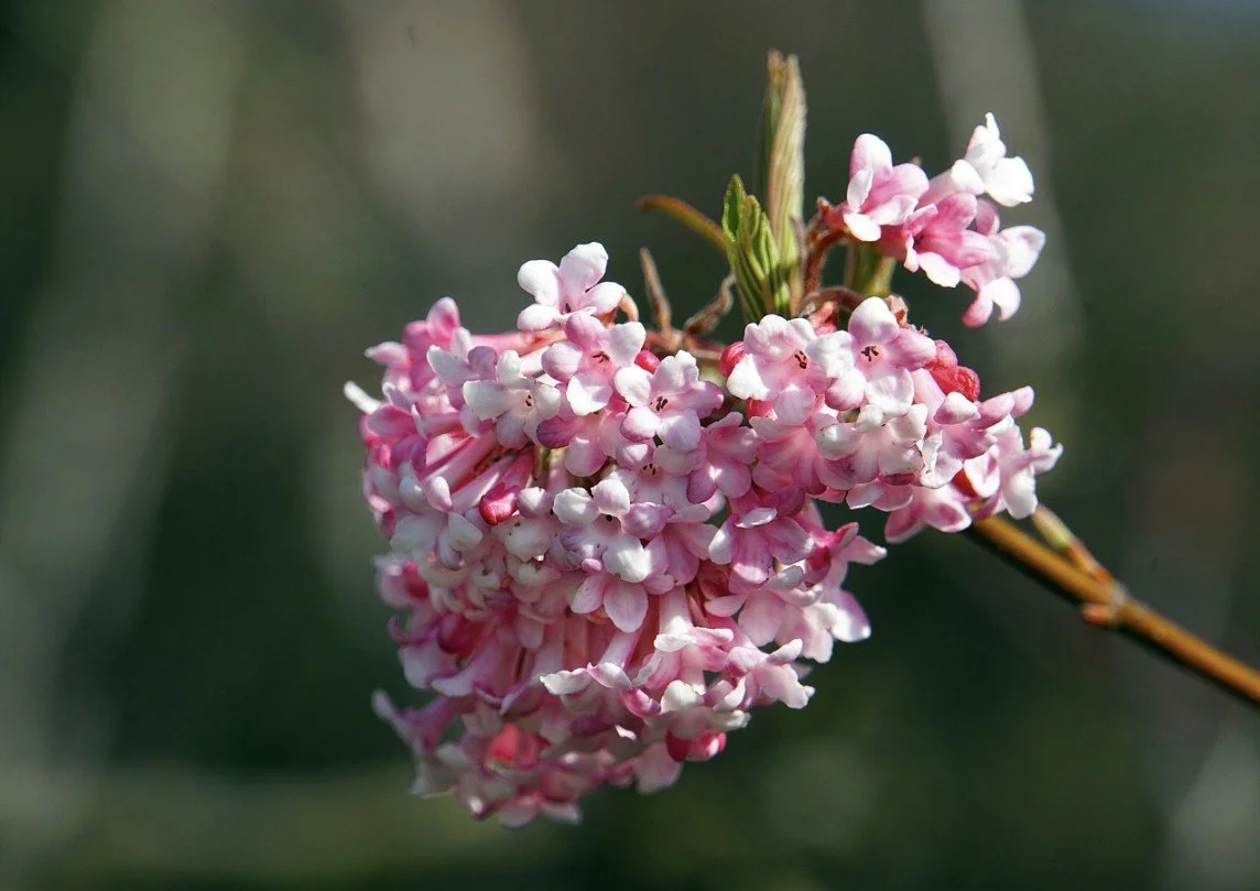 Viburnum