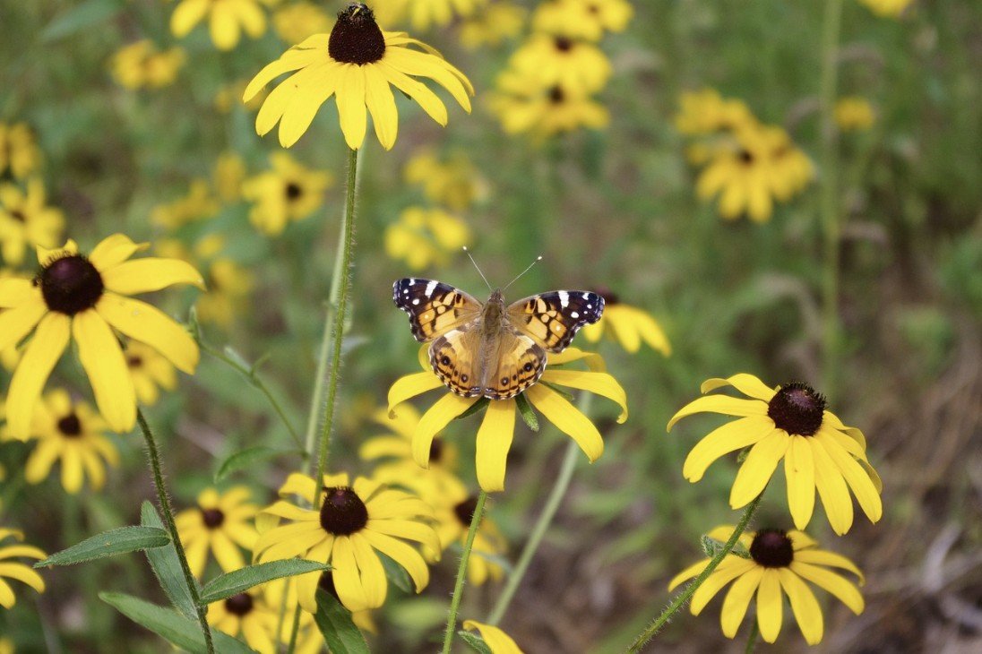 Black Eyed Susan (Rudbeckia hirta)