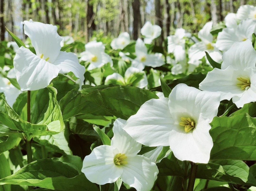 Large White Trillium flowers (Trillium grandiflorum)