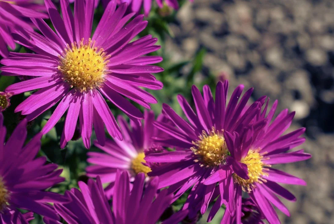 New England Aster (Symphyotrichum novae-angliae)