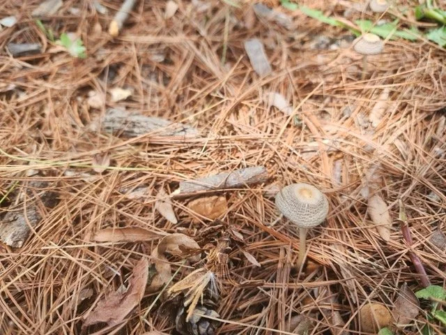 Mower’s Mushroom (Panaeolus foenisecii) spotted during an EcoSpark School Watch session in Whitby!