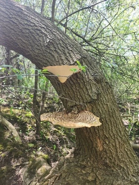 Dryad’s Saddle (Cerioporus squamosus) spotted in Eramosa Karst Conservation Area.