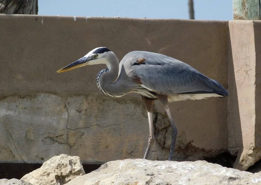 Great Blue Heron (Ardea herodias) (Copy)