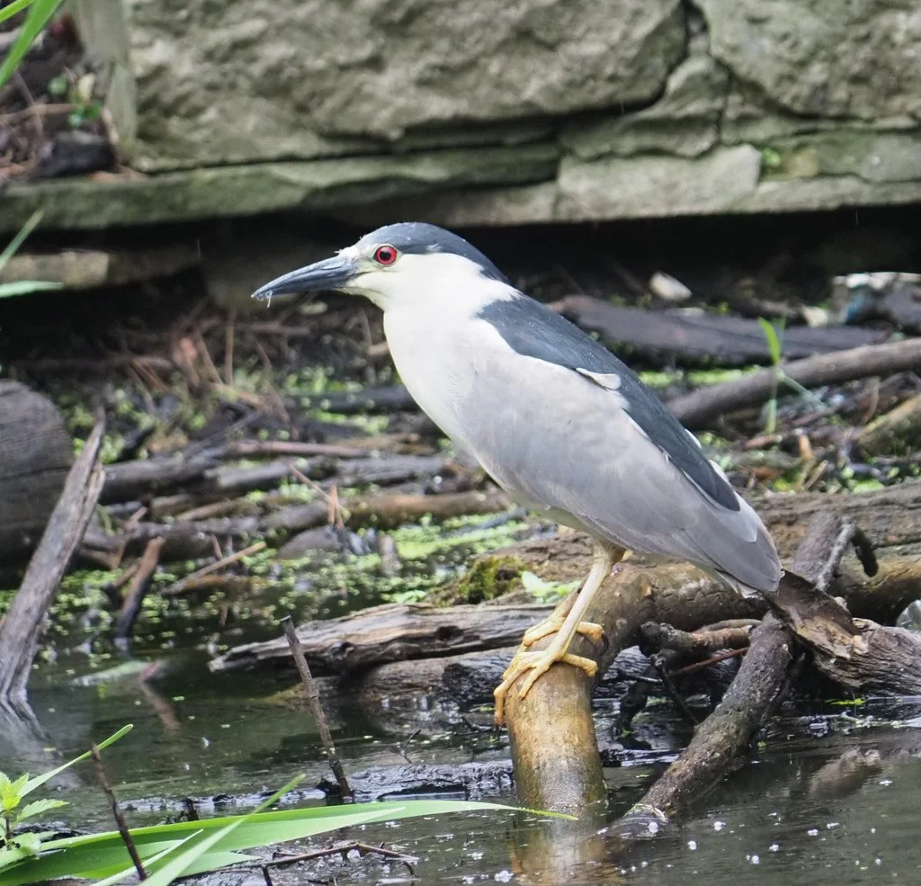 Black-crowned Night Heron (Nycticorax nycticorax) (Copy)