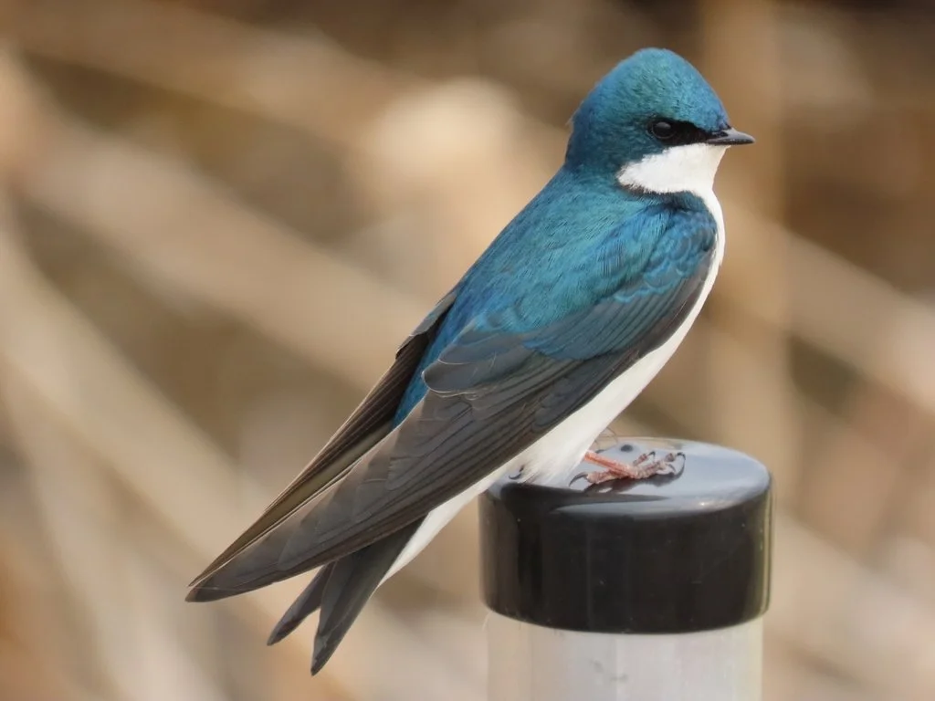 Tree Swallow (Tachycineta bicolor) (Copy)