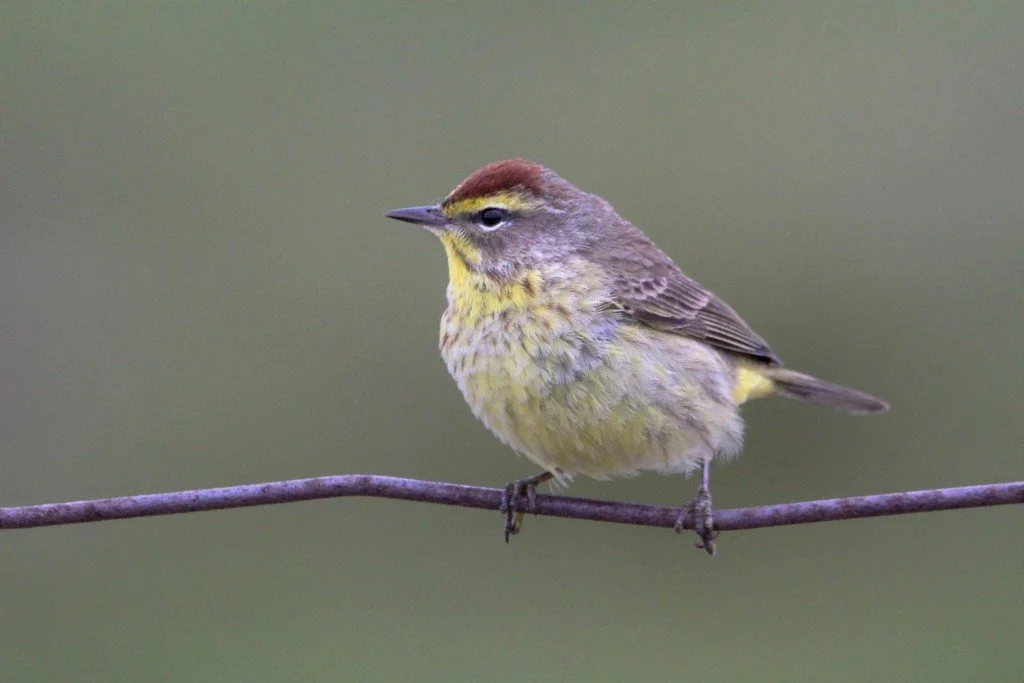 Palm Warbler (Setophaga palmarum) (Copy)