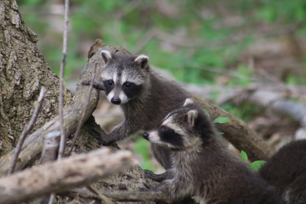 A pair of juvenile Common Raccoons spotted in London, ON (Copy)