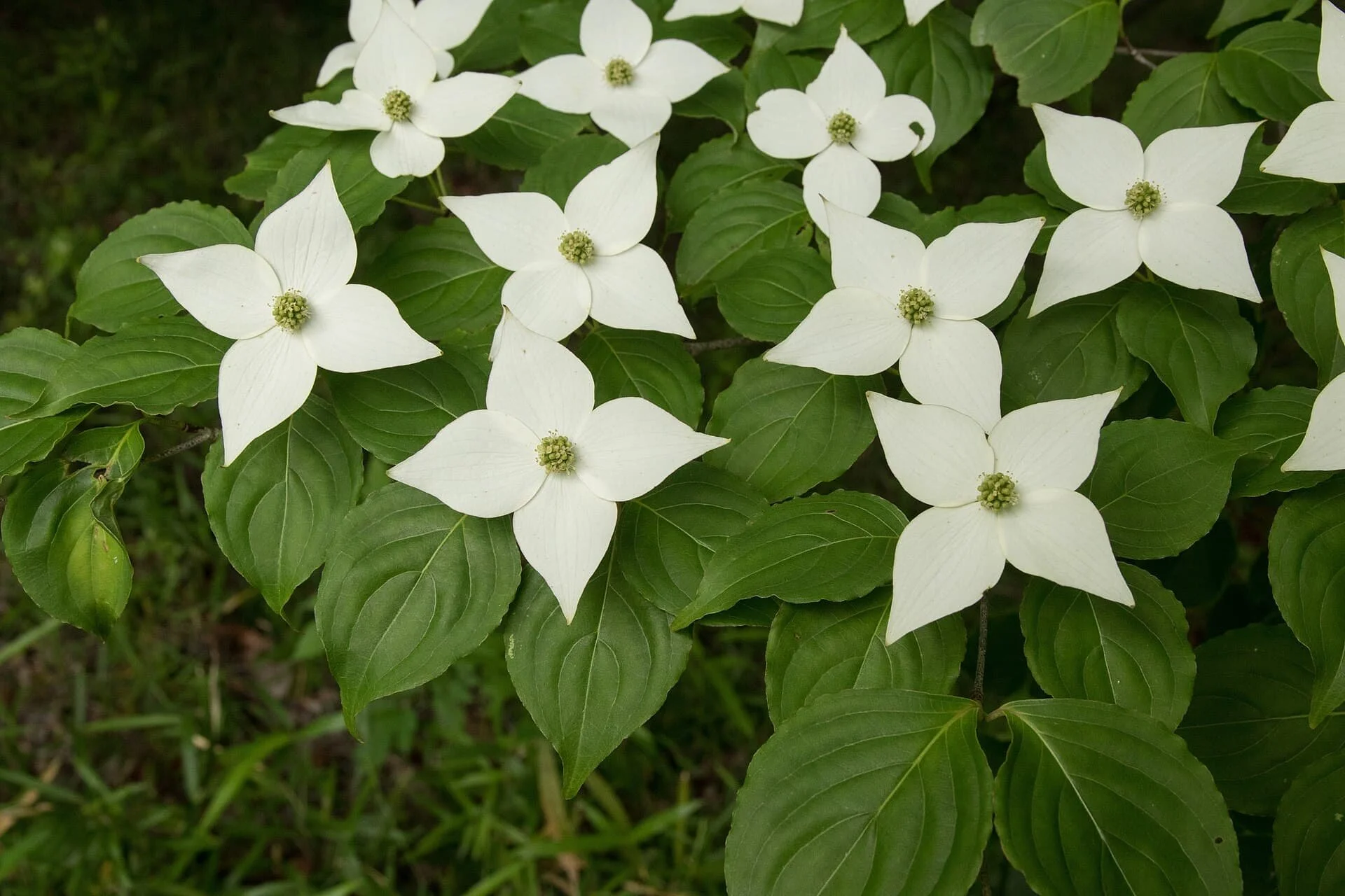Kousa Dogwood (Cornus kousa) (Copy)