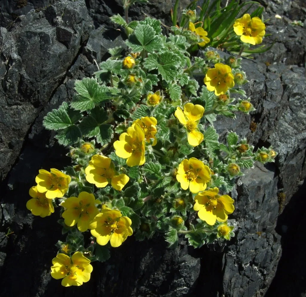 Cinquefoils (Genus Potentilla) (Copy)