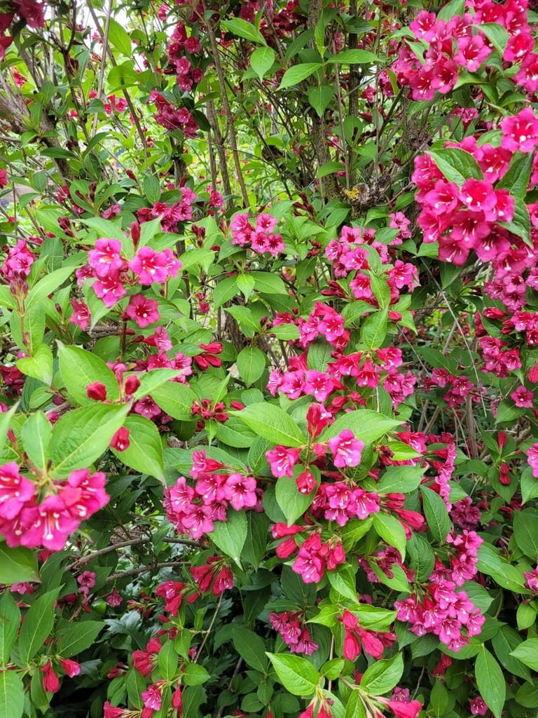 Weigela Bushes (Weigela florida). Note that these plants are not native to North America. (Copy)
