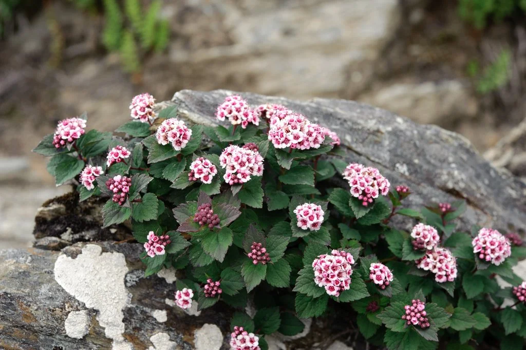 Spirea morrisonicola (Copy)