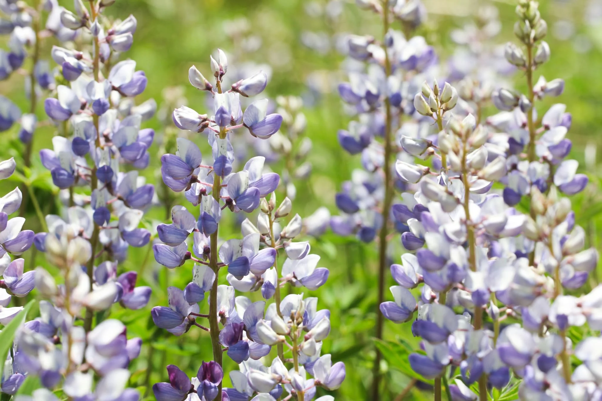 Wild Lupin (Lupinus perennis) (Copy)