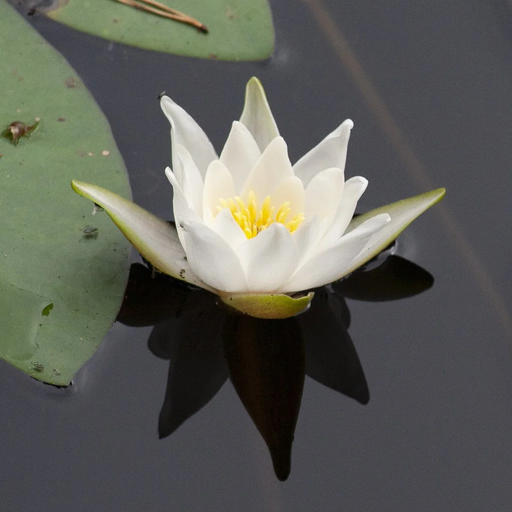 White Water Lily (Nymphaea candida) (Copy)