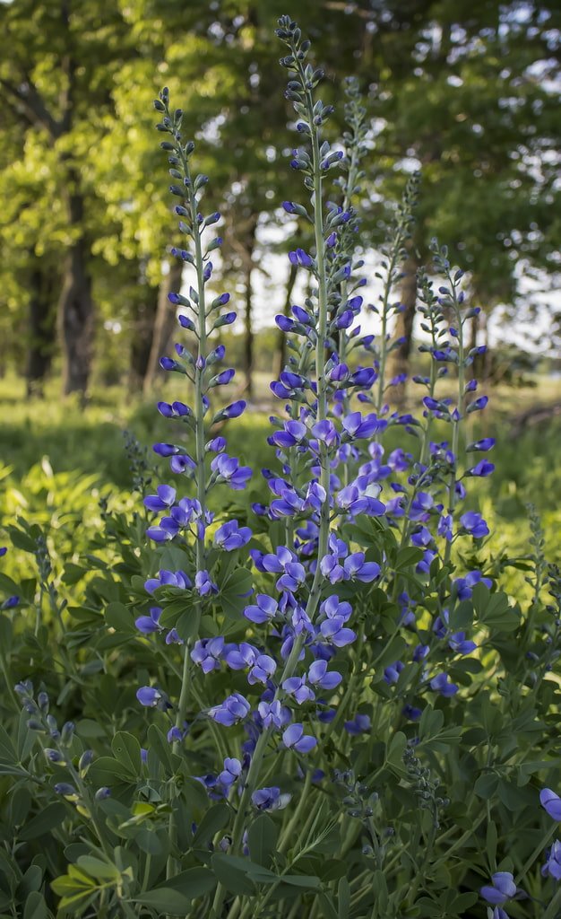 Tall Blue Wild Indigo (Baptisia australis). Note that this plant is introduced in Canada. (Copy)