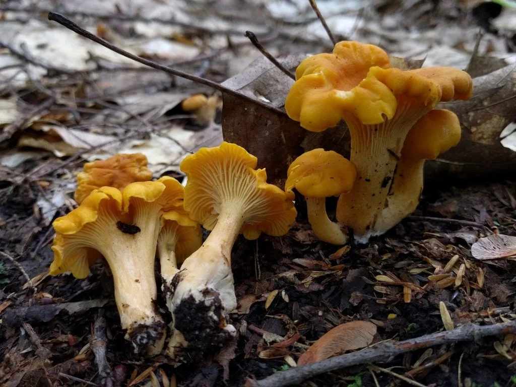 Midwestern Yellow Chantarelle (Cantharellus flavus) (Copy)