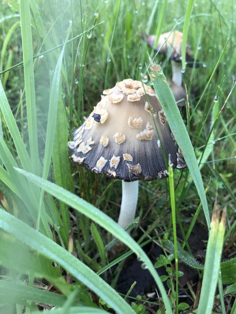Scaly ink-cap (Coprinopsis variegata) (Copy)