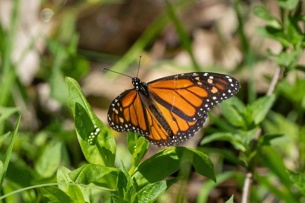 An adult monarch butterfly (Copy)