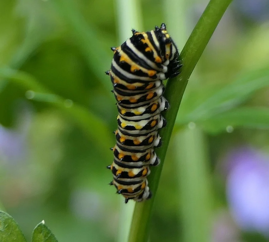 Cultivating BiodiverCity and Climate Resilience - June