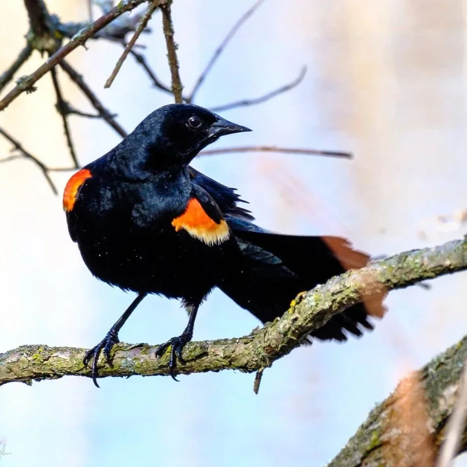 Red-winged Blackbird (Agelaius phoeniceus)