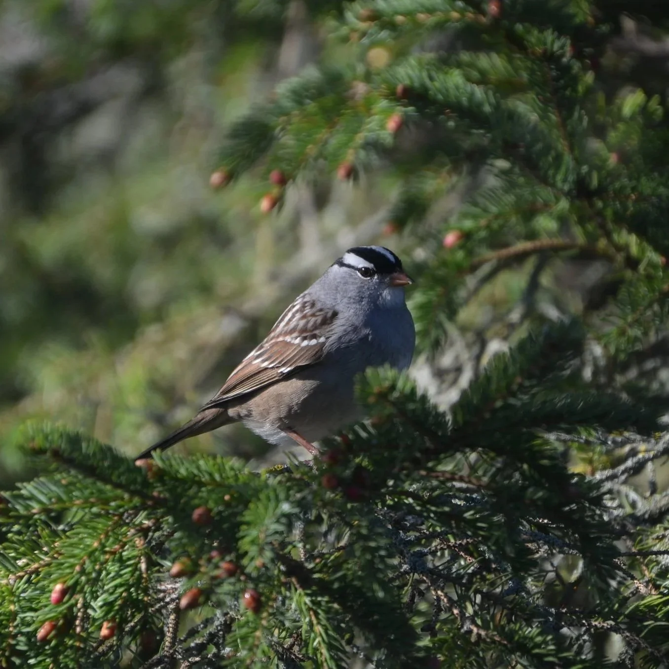 White-crowned Sparrow (Zonotrichia leucophrys)
