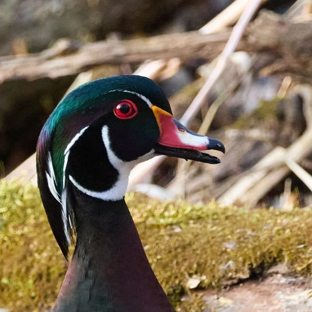 Wood Duck (Aix sponsa)