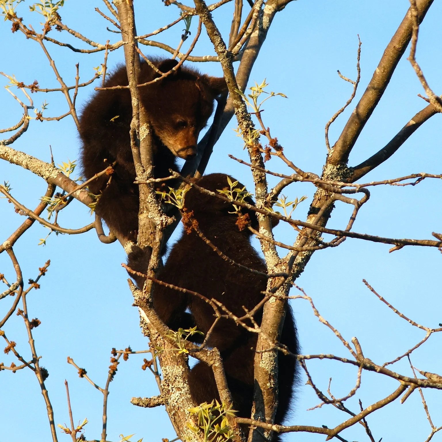 American Black Bear cubs