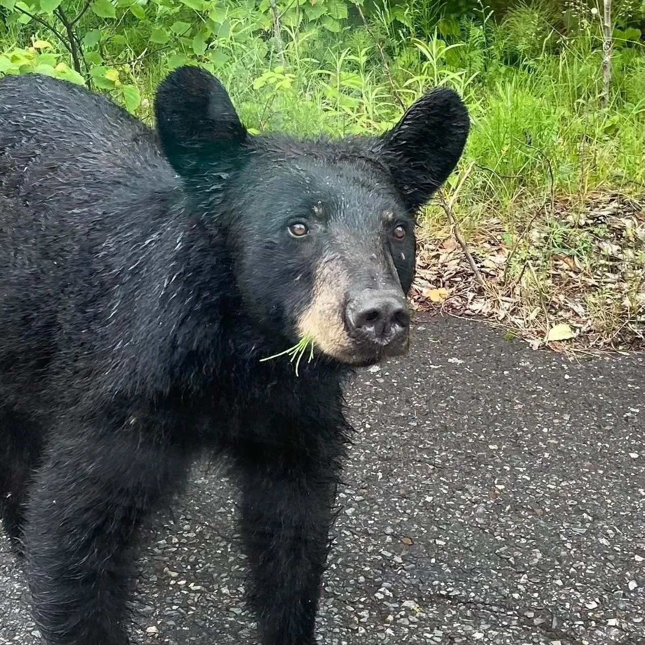 American Black Bear