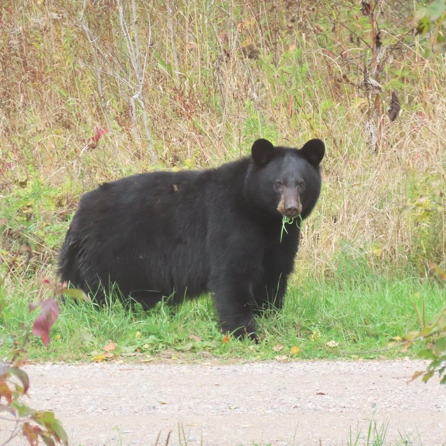 American Black Bear (ursus americanus)
