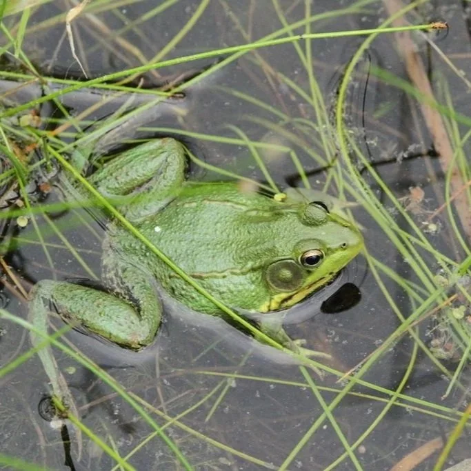 Green Frog
