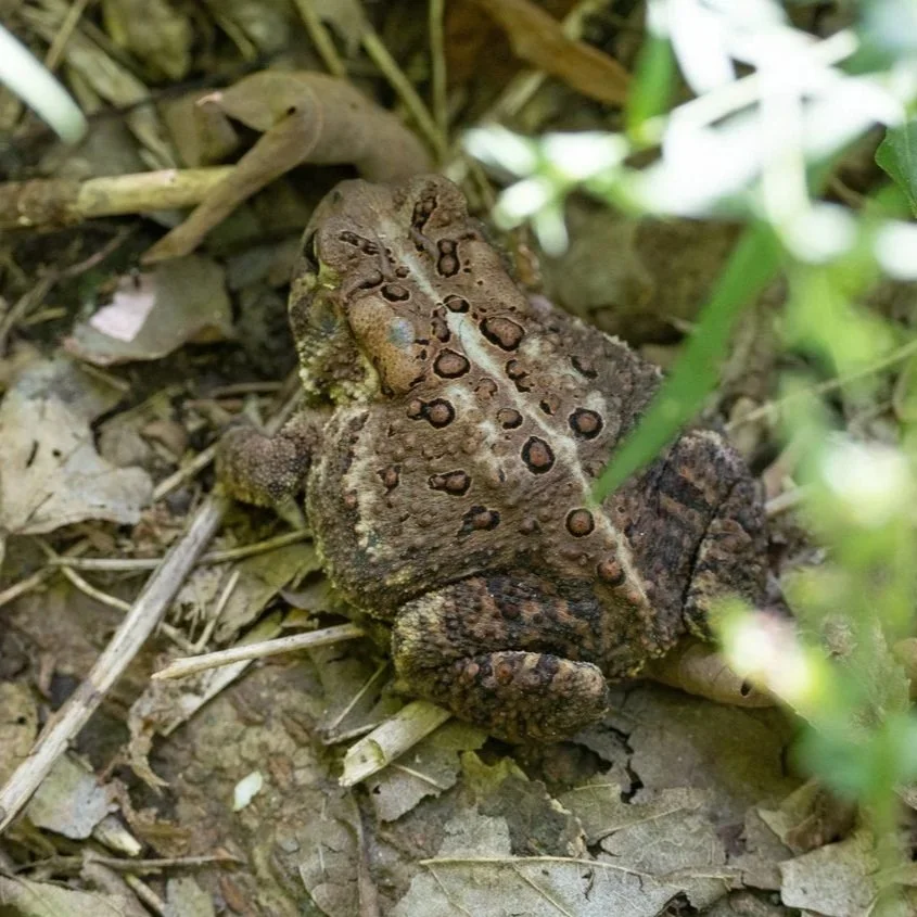 American toad