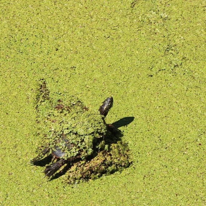 Painted Turtle