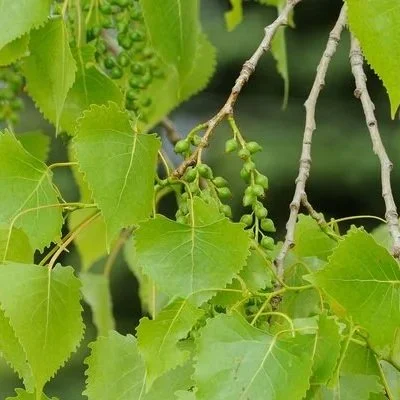 Eastern Cottonwood