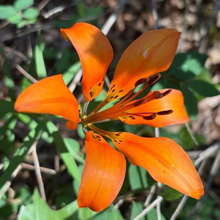 Wood Lily observed near Grand Bend, Ontario