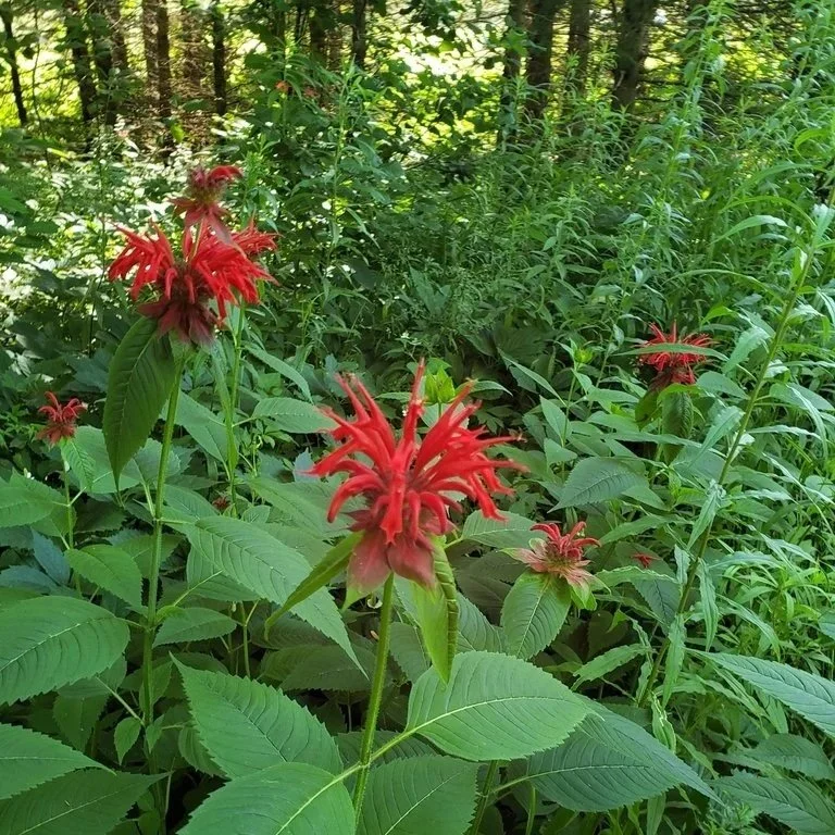 Scarlet Beebalm observed near Barrie, ON in 2022