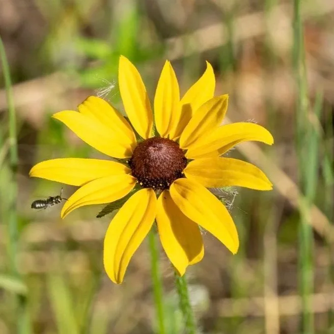 A Black Eyed Susan spotted in the Rouge Valley
