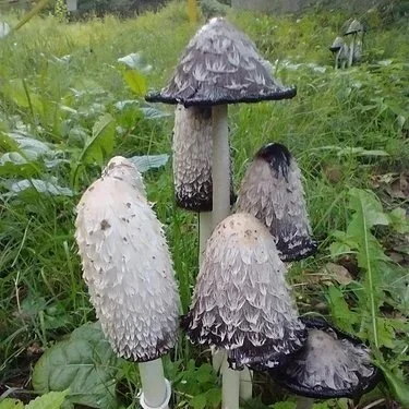 Shaggy Mane