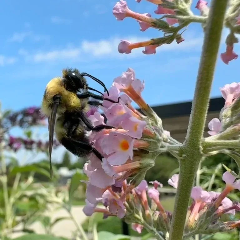 A Brown-belted Bumble Bee