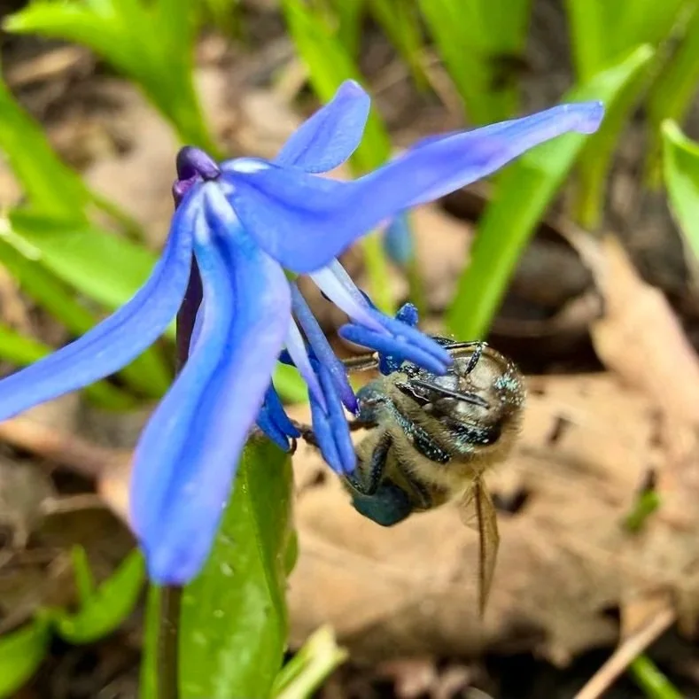 A European Honey Bee