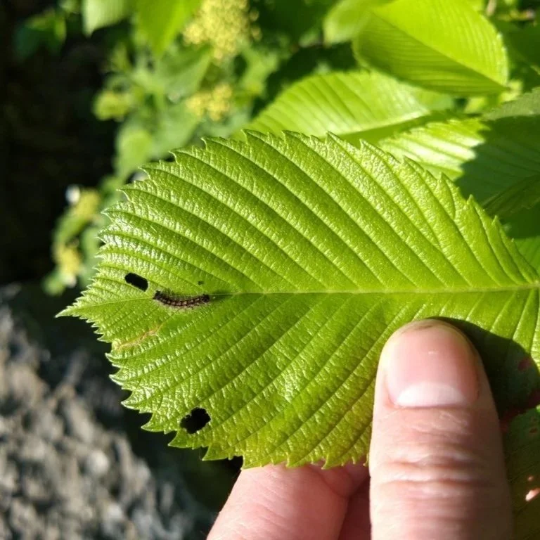A Spongy Moth larva that has been feeding on a leaf