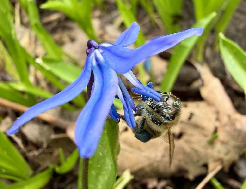 Cultivating BiodiverCity and Climate Resilience - july