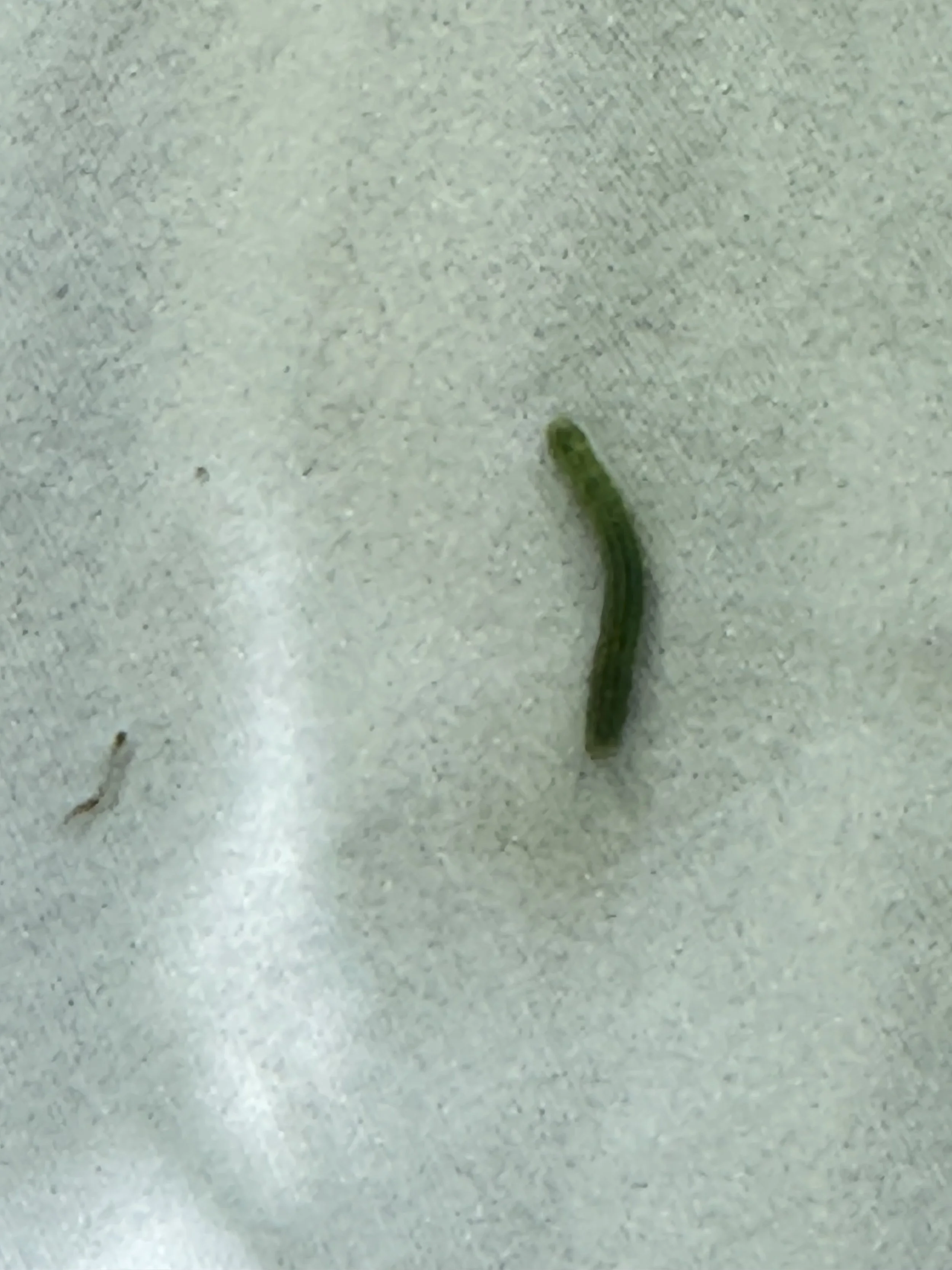 caterpillar Downsview Park
