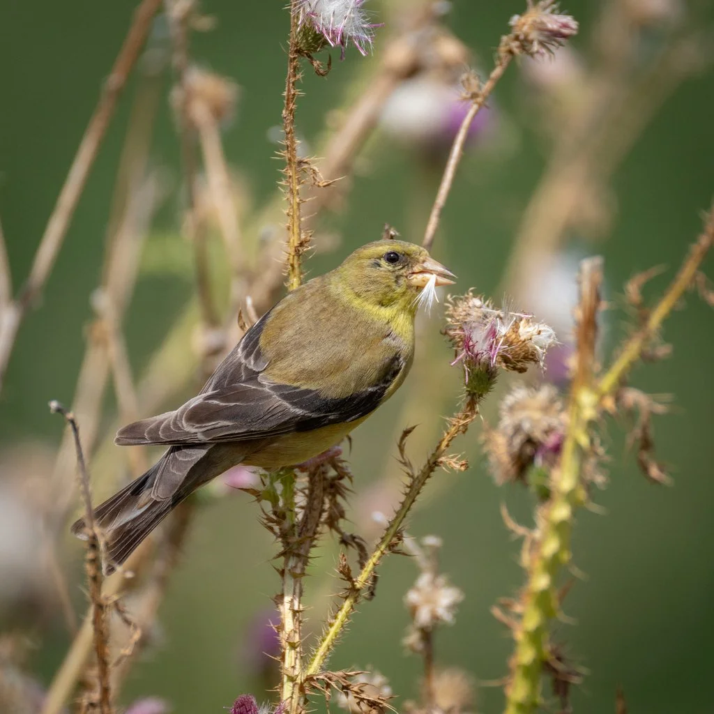 American Goldfinch (Spinus tristis)