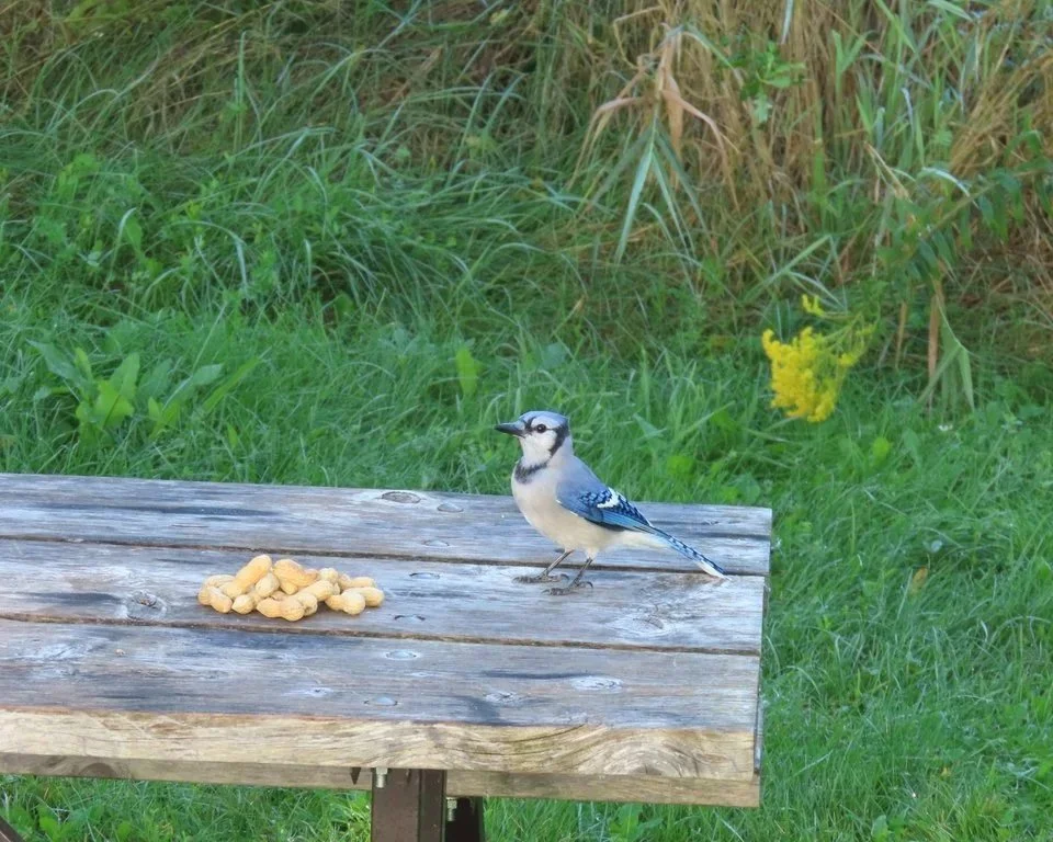 Blue Jay (Cyanocitta cristata)