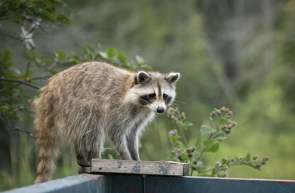 Common raccoon (Procyon lotor)