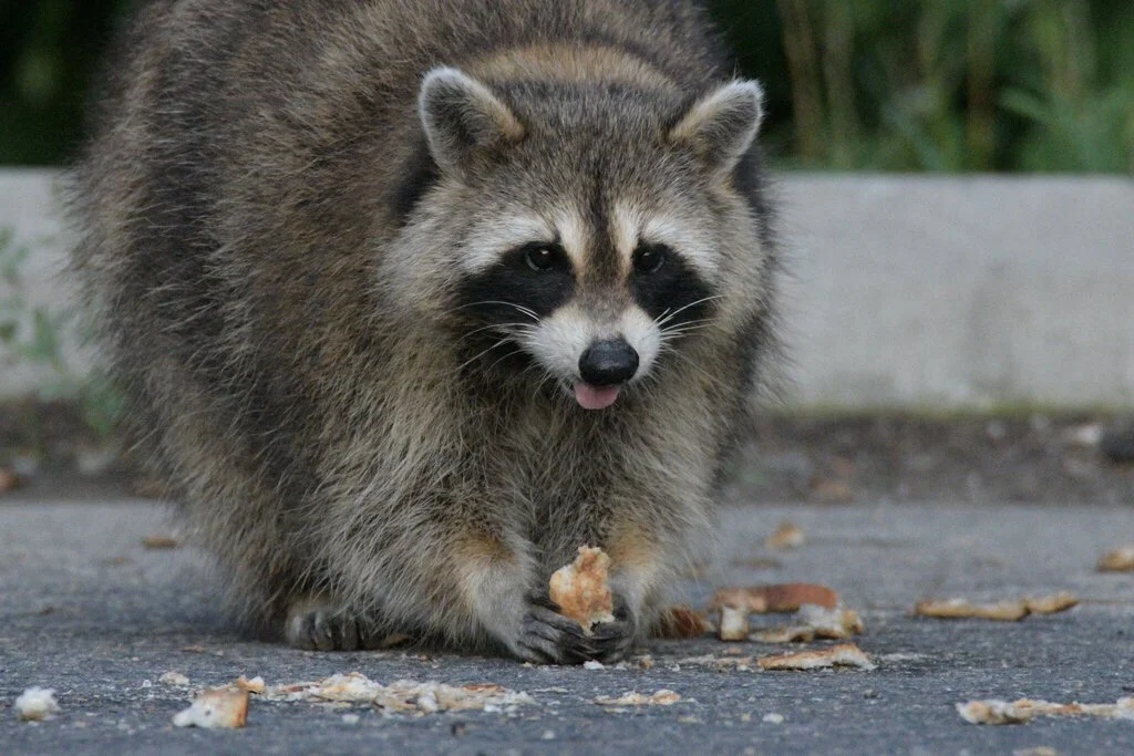Common raccoon (Procyon lotor)